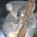 AUS20-Koala bear